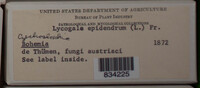 Lycogala epidendrum image